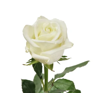 White Rose